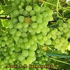 Купити саджанці винограду Біла Церква в Харкові