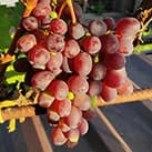 Купити саджанці винограду Кіборг в Харкові