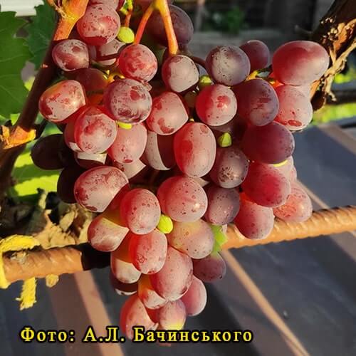 Ранний морозостойкий виноград Киборг фото