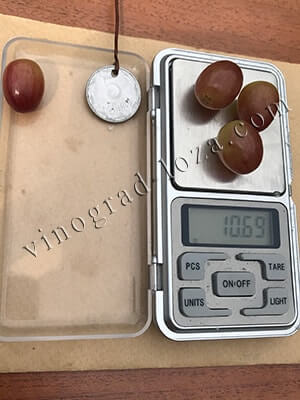 Розмір і вага ягід безкісткового винограду Велес, фото
