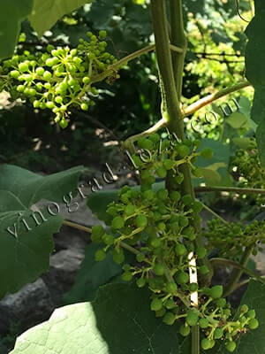 Уход за виноградом летом, полный список летних работ - Vinograd-Loza