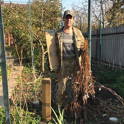 Саджанці з відкритою кореневою системою