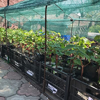 Пророщені саджанці винограду на вулиці під сіткою