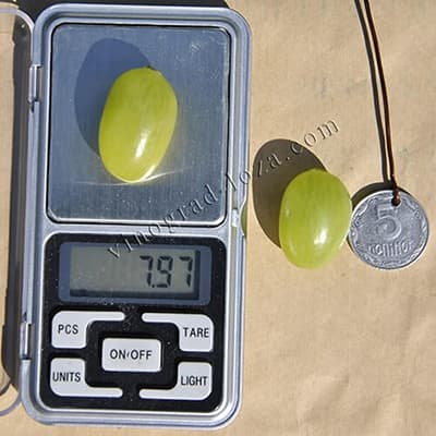 Розмір і вага ягоди винограду Лора (Флора)