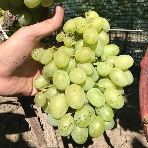 Дуже ранній виноград Галахад фото