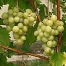 Купити саджанці винограду Галбена ноу з доставкою