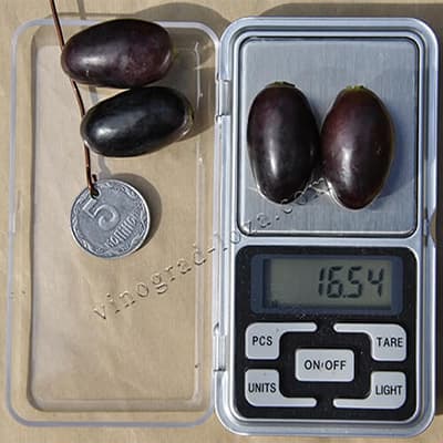 Вага ягід винограду Кодрянка