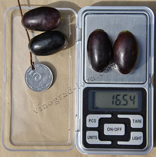 Розмір і вага ягід винограду Кодрянка фото