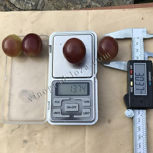 Розмір і вага ягід винограду Лівія фото