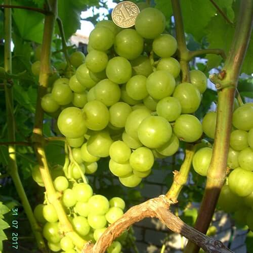Самий ранній виноград Прима України фото