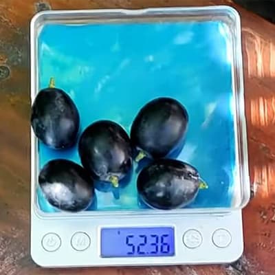 Вага ягід винограду Шарада UA