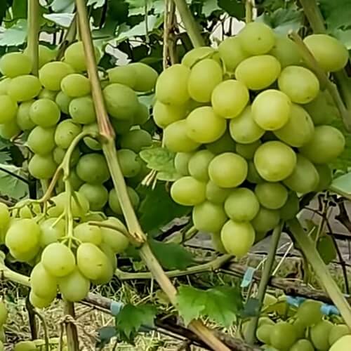 Самий ранній виноград Слава Україні фото