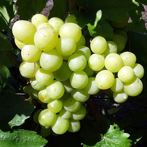 Самий ранній виноград Вальок фото