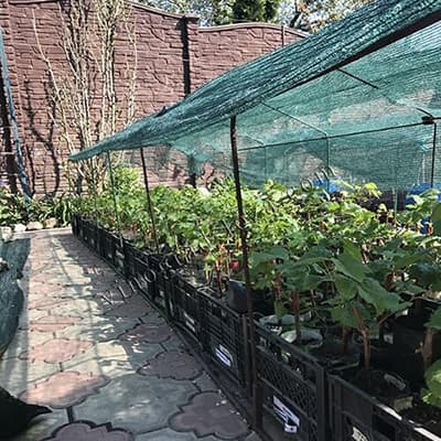 Саджанці винограду Велюр з закритою кореневою системою