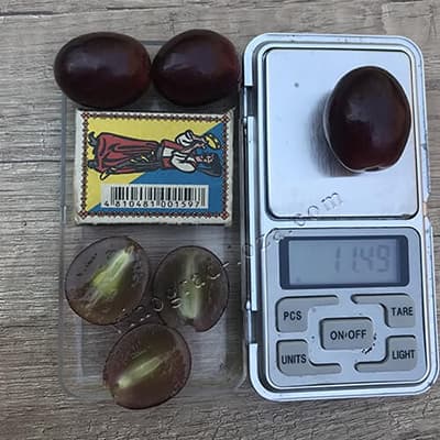 Вага ягоди винограду Заря Несветая