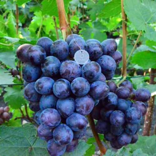 Сорт винограда Посланник характеристика и фото
