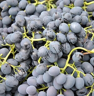 Косточки винограда полезные свойства фото
