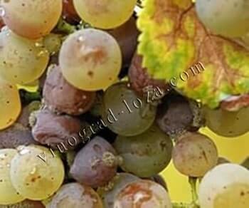 Сіра гниль винограду фото для діагностики та лікування