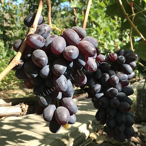 Виноград з японії Вінк (Підморгування) фото