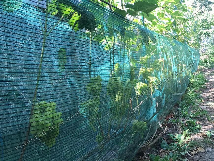 Как уберечь виноград от ос и пчел, и спасти от птиц - Vinograd-Loza