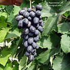 Купити саджанці винограду Лорано з доставкою
