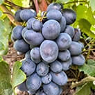 Купити саджанці винограду Посланник з доставкою