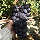 Купити саджанці винограду Вінк (Підморгування) в Харкові