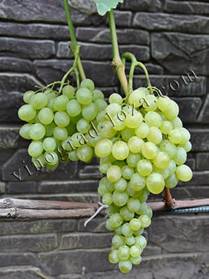 Сорт винограду Італійської селекції кишмиш Валентино фото