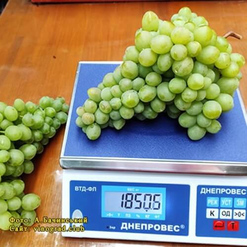 Врожай ультра раннього винограду Альбіна фото