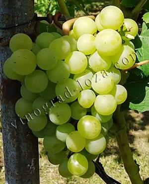 Сорт винограду Ананасний опис фото відгуки