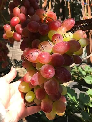 Опис та фото сорту винограду Анюта