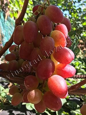 Сорт винограду Анюта опис фото відгуки