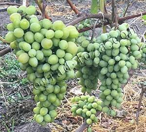 Купити саджанці виноград Аркадія в Україні фото