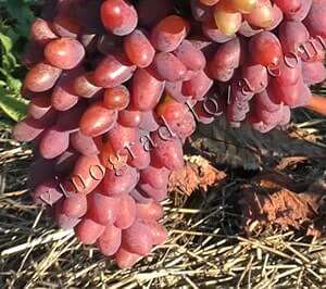 Описание сорта винограда Арочный: фото и отзывы