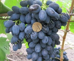 Сорт винограду Чорна магія опис фото відгуки