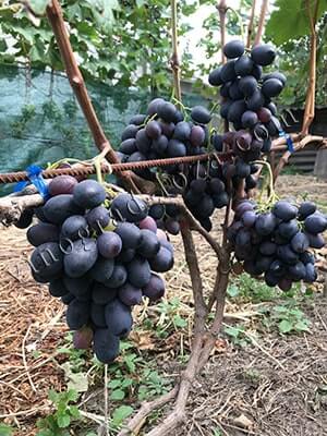 Виноград Фуршетный описание сорта, урожайность, фото и отзывы