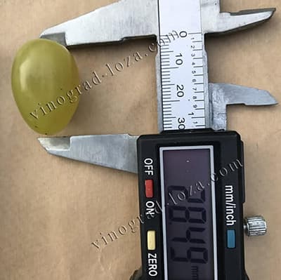 Розмір ягоди винограду Галахад