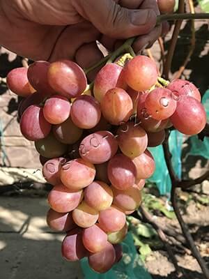 Сорт винограду Гурман райдужний повна зрілість фото