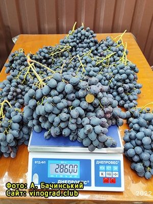 Сорт винограду Карбонадо фото та опис