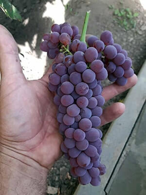 Безнасіневий виноград Кенадіс опис сорту фото відгуки