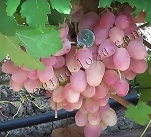 Сорт винограду кишмиш Находка опис фото відгуки