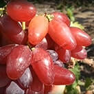 Купити саджанці винограду Клеопатра в Україні
