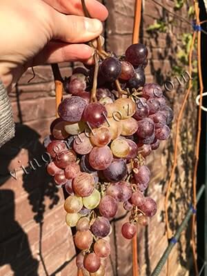 Сорт безкісткового винограду Кримсон сідліс фото