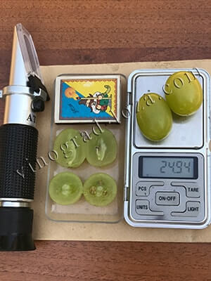  Виноград середньо-пізнього дозрівання Ландиш розмір і вага ягід фото