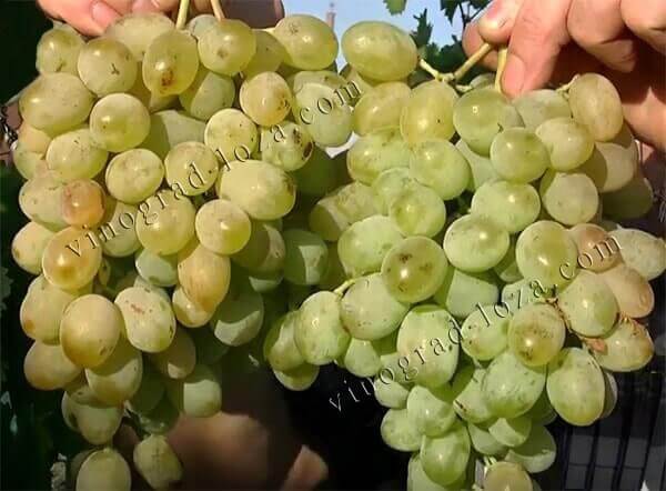 Сорт винограду Ланселот опис фото відгуки