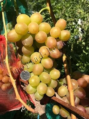 Виноград Ливия описание сорта фото отзывы
