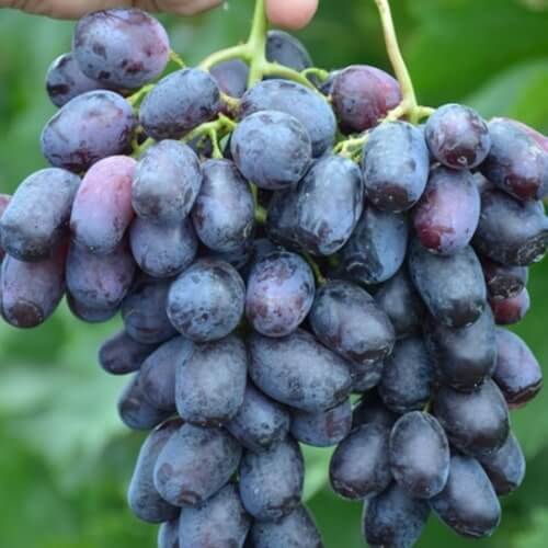 Сорт винограда Лорано фото