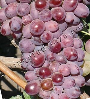 Сорт винограду Модерн опис фото відгуки