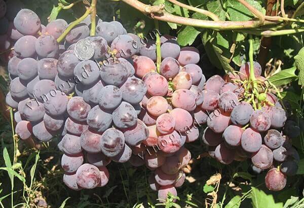 Сорт винограду Молдавський кардинал опис фото відгуки