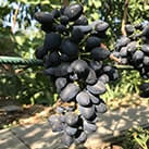 Купити саджанці винограду Надія АЗОС в Україні